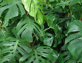 Image showing foliage plants