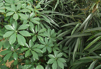 Image showing foliage plants