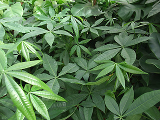 Image showing foliage plants