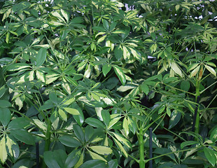 Image showing foliage plants