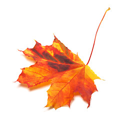 Image showing Autumn yellowed maple-leaf