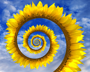 Image showing Abstract sunflower spiral