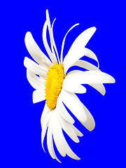 Image showing White chamomile on blue. Close-up view