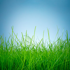 Image showing Spring green grass