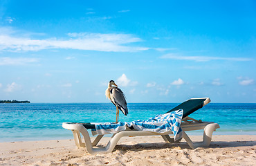 Image showing Grey Heron on a sun lounger
