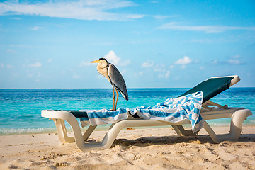 Image showing Grey Heron on a sun lounger