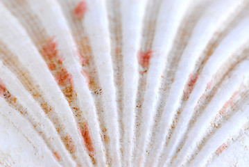 Image showing Seashell surface