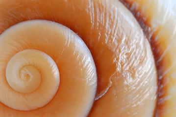 Image showing Seashell surface