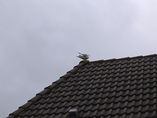 Image showing Bird on Roof.