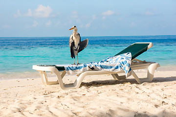 Image showing Grey Heron on a sun lounger