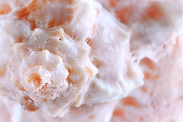 Image showing Seashell surface