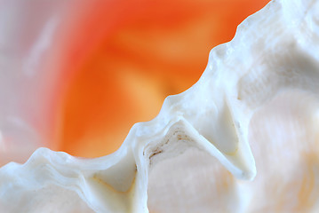 Image showing Seashell fragment