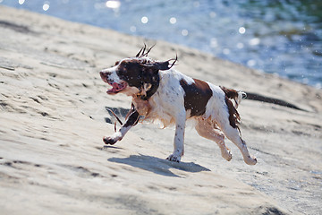 Image showing Dog at the beach