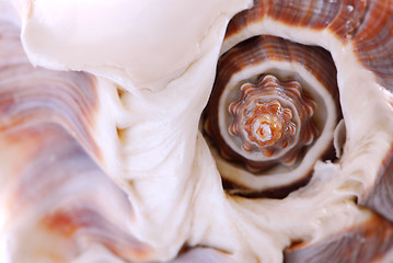 Image showing Seashell fragment