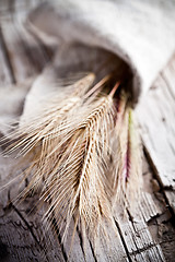 Image showing wheat ears 