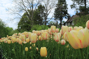 Image showing The Canadian Tulip Festival 2795619