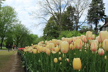 Image showing The Canadian Tulip Festival 2795620