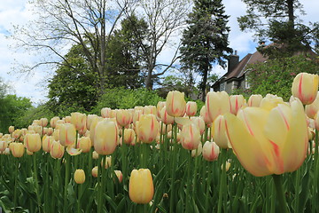 Image showing The Canadian Tulip Festival 2795621