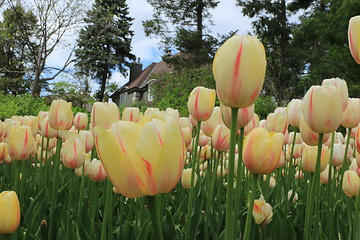 Image showing The Canadian Tulip Festival 2795623