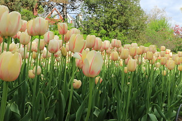 Image showing The Canadian Tulip Festival 2795626