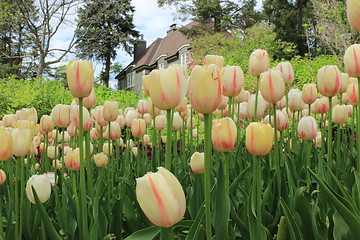 Image showing The Canadian Tulip Festival  2795627