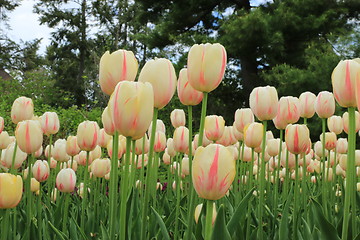 Image showing The Canadian Tulip Festival  2795641