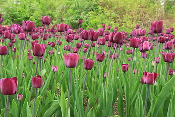 Image showing The Canadian Tulip Festival 2795642