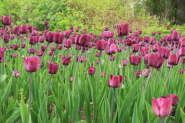 Image showing The Canadian Tulip Festival 2795643