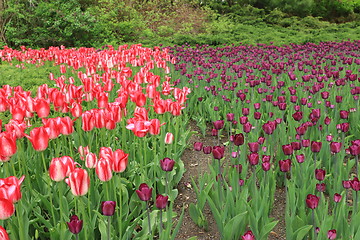 Image showing The Canadian Tulip Festival  2795649