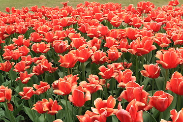 Image showing The Canadian Tulip Festival  2795655