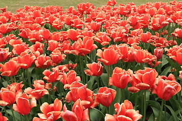 Image showing The Canadian Tulip Festival  2795656