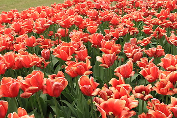 Image showing The Canadian Tulip Festival 2795657