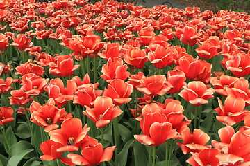 Image showing The Canadian Tulip Festival 2795661