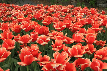 Image showing The Canadian Tulip Festival  2795662