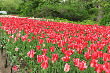 Image showing The Canadian Tulip Festival 2795665