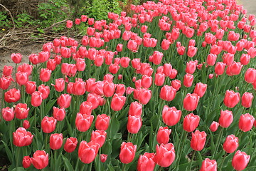 Image showing The Canadian Tulip Festival 2795669