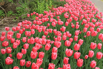 Image showing The Canadian Tulip Festival 2795670