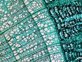 Image showing Pine Wood micrograph