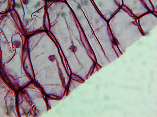 Image showing Onion epidermus micrograph