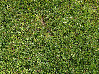 Image showing Meadow grass