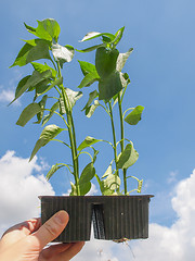 Image showing Plug pepper plant