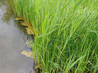 Image showing Pond grass