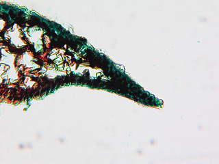 Image showing Pine Wood micrograph