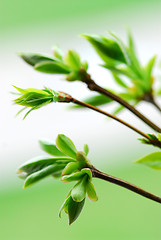 Image showing Spring green leaves