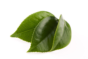 Image showing fresh tea leaves isoalted on the white background