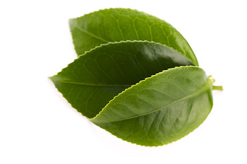 Image showing fresh tea leaves isoalted on the white background