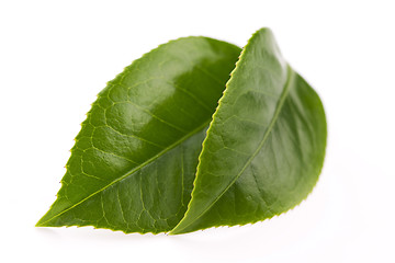 Image showing fresh tea leaves isoalted on the white background