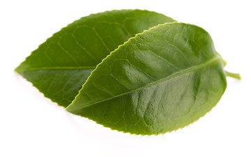 Image showing fresh tea leaves isoalted on the white background