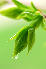 Image showing Spring green leaves