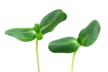 Image showing Green sprouts